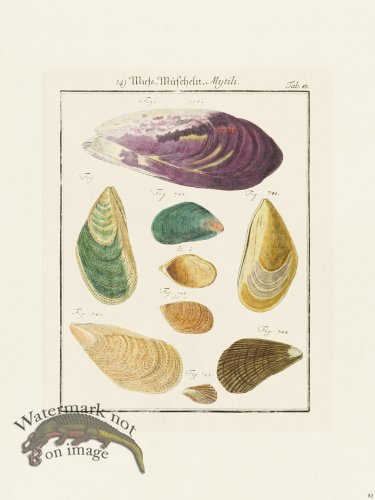 (image for) Martini Shells 082