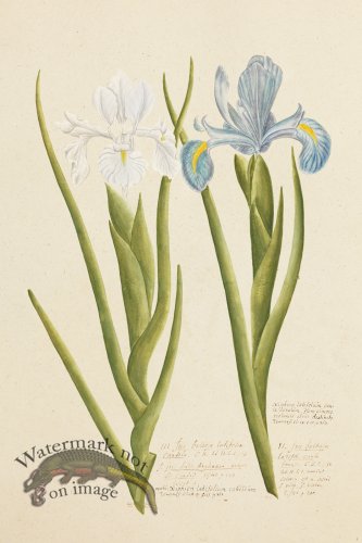 (image for) Blomboken 002