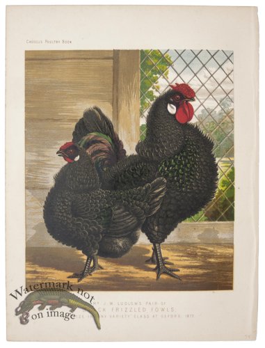 (image for) Black Frizzled Fowls