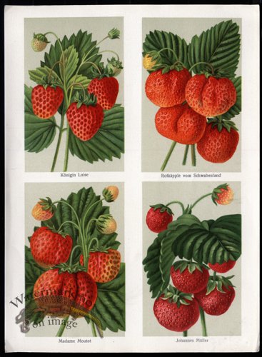 (image for) fruit 10