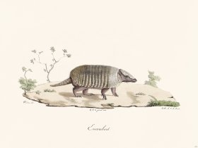 Cuvier 211 Armadillo