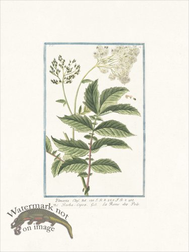 (image for) Bonelli 414 Meadow Sweet