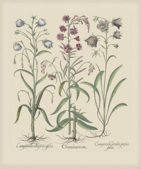 Besler 157 Colored B2