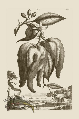 (image for) Abraham Munting 003