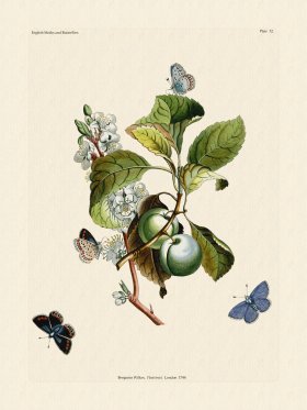 Wilkes Butterflies 032