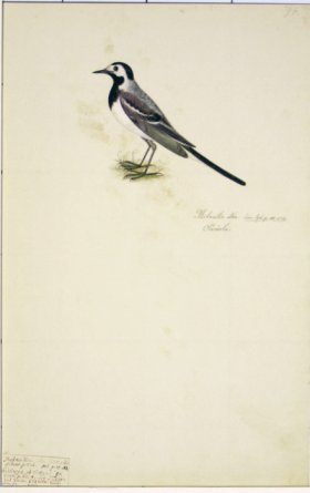 94 Swedish Birds . Motacilla Alba, White Wagtail
