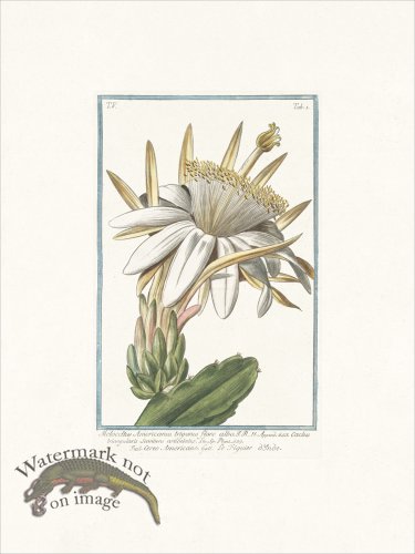 (image for) Bonelli 403 Cactus melon