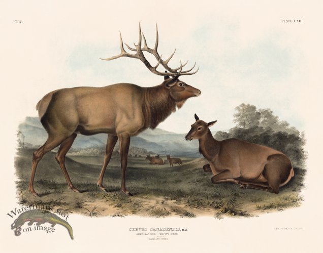(image for) 052 Elk
