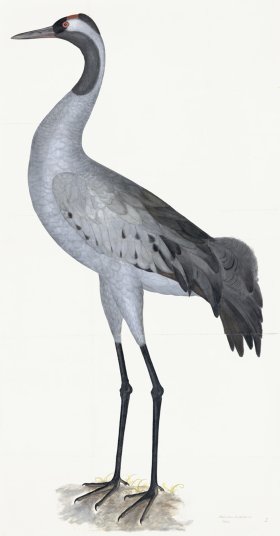 (image for) Rudbeck 002 Crane 24x46