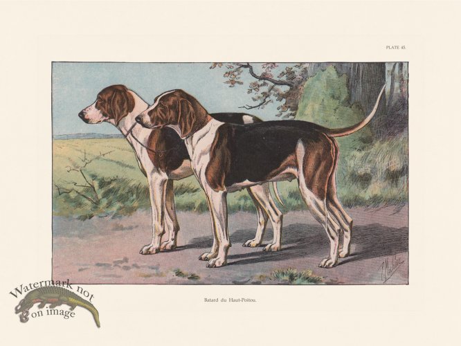 (image for) Les Chiens 045