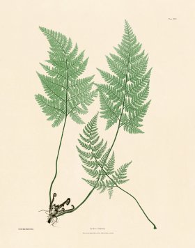 (image for) Bradbury Fern 24