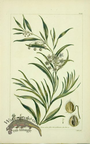 (image for) Philip Miller 078