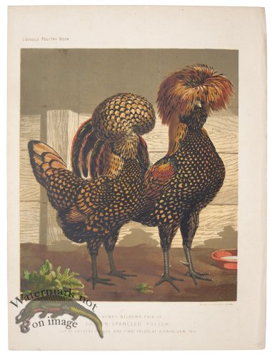 (image for) Golden Spangled Polish