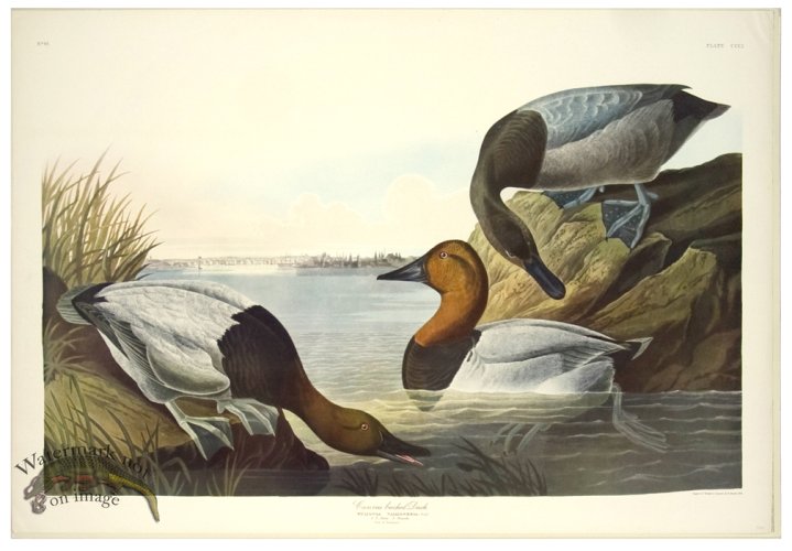 Canvas backed Duck L.E.