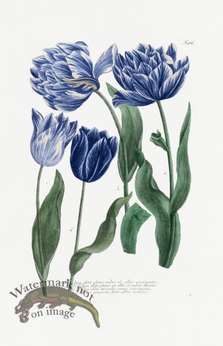 (image for) Blue Weinmann Pl 986