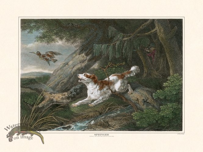 (image for) TSR Springer