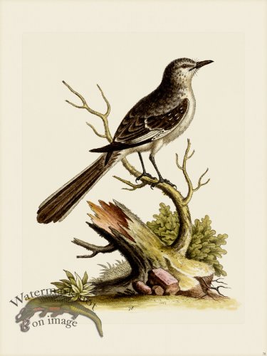 (image for) Edwards 078 Lesser Mock-Bird