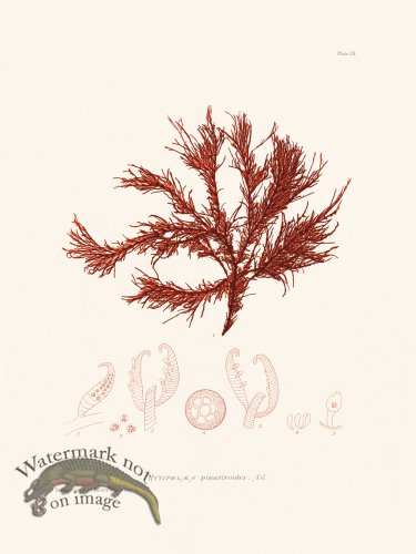 (image for) Bradbury Seaweed 009