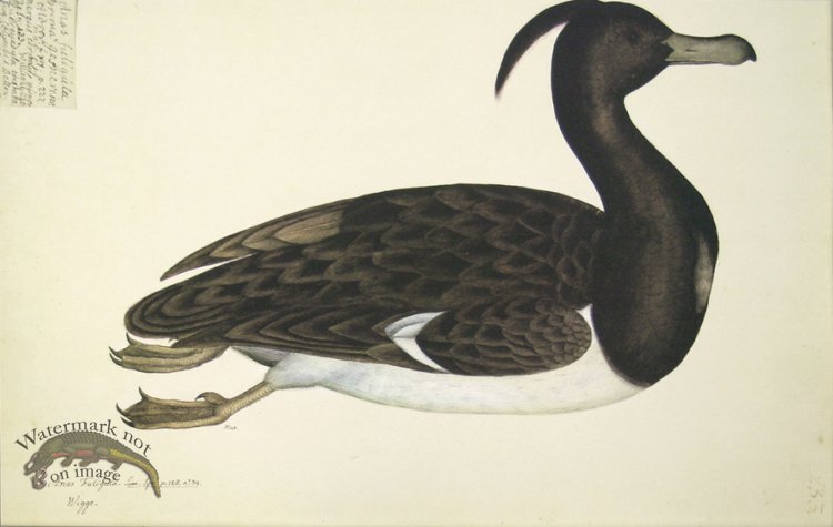 233 Swedish Birds . Anas Fuligula.Tufted Duck, Male