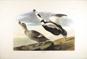 Pied Duck