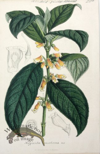 (image for) Houtteano_Bot_021