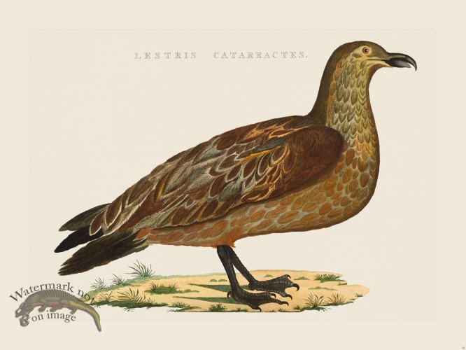 (image for) Nozeman Bird 075