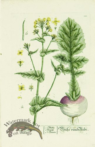 Blackwell German 184