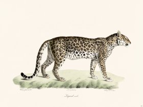 Cuvier 101 Male Leopard