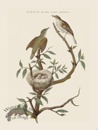 (image for) Nozeman Bird 179