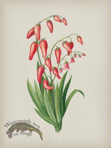 (image for) Andean Botanicals 039