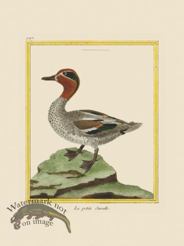 (image for) Martinet Bird 947