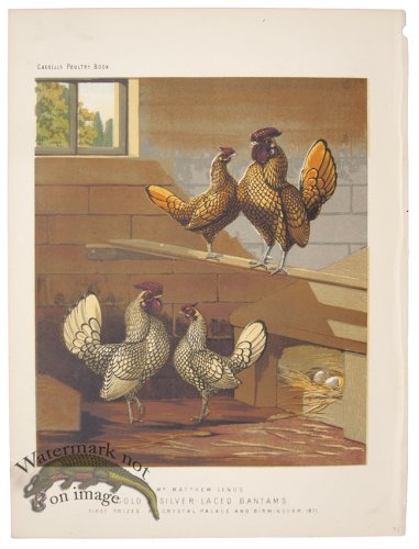 (image for) Gold Silver Laced Bantams