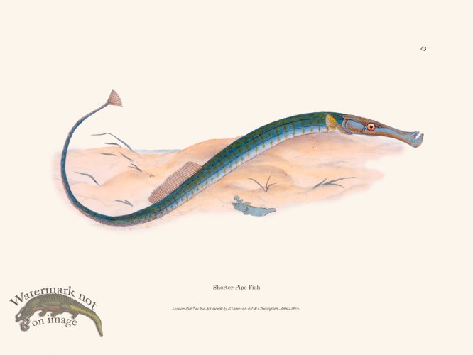 (image for) 063 Shorter Pipe Fish