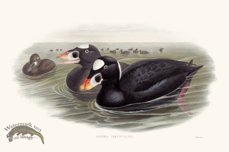 (image for) Gould Waterfowl 20