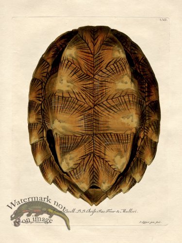 (image for) Trew Turtle Shell 12
