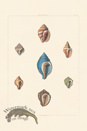 (image for) Perry Shell 27