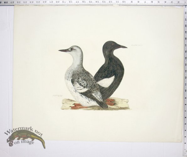 Black Guillemot - Summer & Winter Plumage