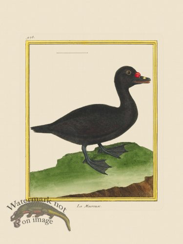 (image for) Martinet Bird 978