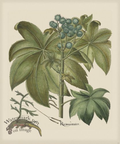 (image for) Besler 249 Colored B2