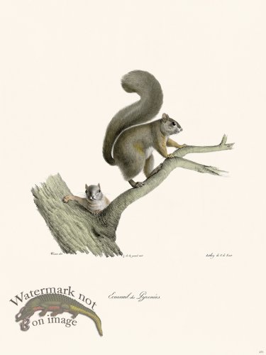 (image for) Cuvier 271 Ccuruil Of Lyrenees