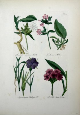 (image for) Deutschlands Flora 24