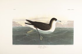 Dusky Petrel