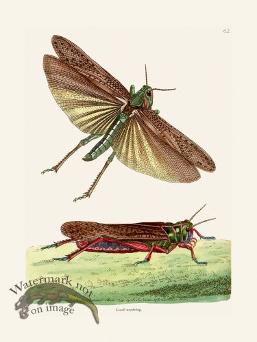 (image for) 062 Loucast Wandering