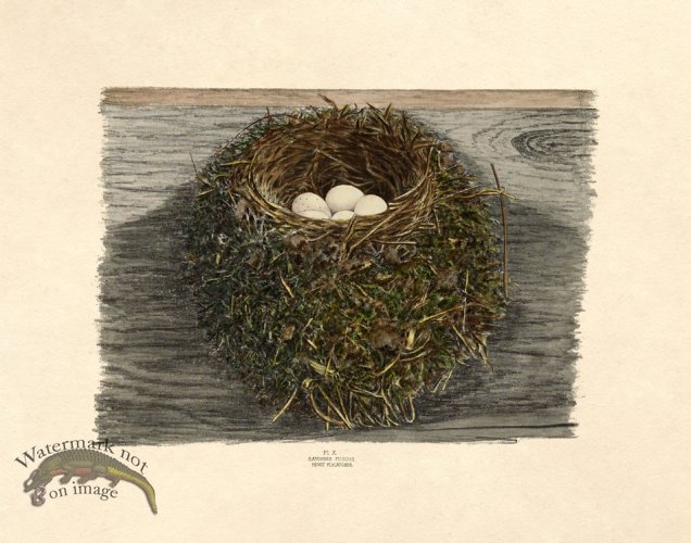 (image for) Eggs of Ohio 010