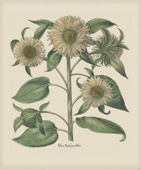 Besler 205 Colored B2