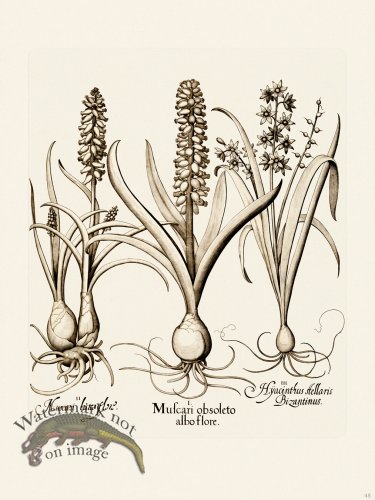 (image for) Besler 045 B1