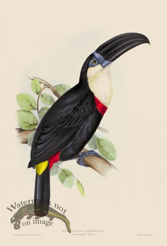 (image for) Lemon Rumped Toucan