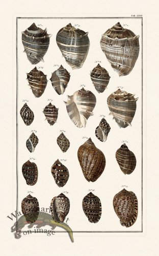 (image for) Seba B2 072