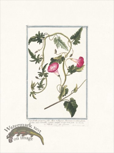 (image for) Bonelli 019 Liseron