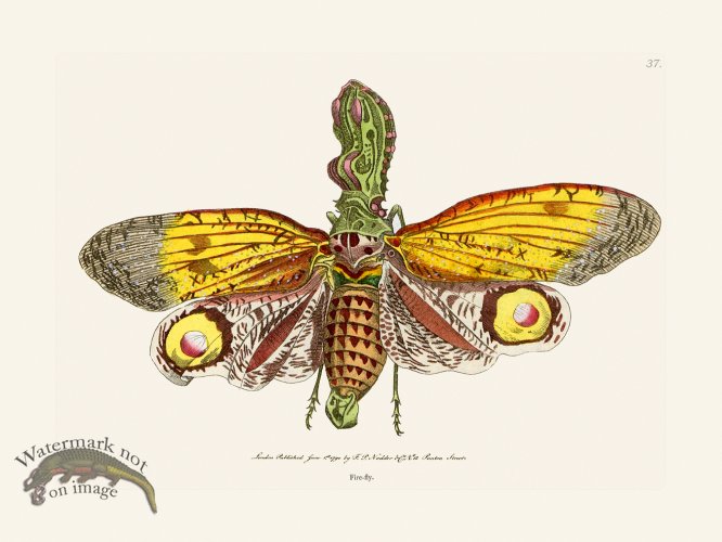 (image for) 037 Fire-Fly